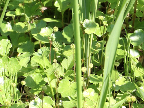 Hydrocotyle ramiflora