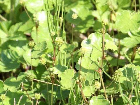 Hydrocotyle ramiflora