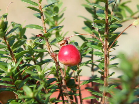 Vaccinium macrocarpon