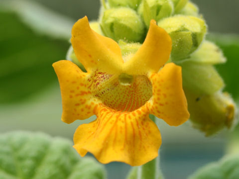 Martynia lutea