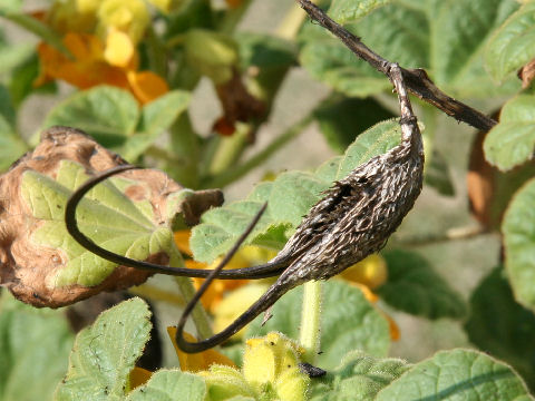 Martynia lutea