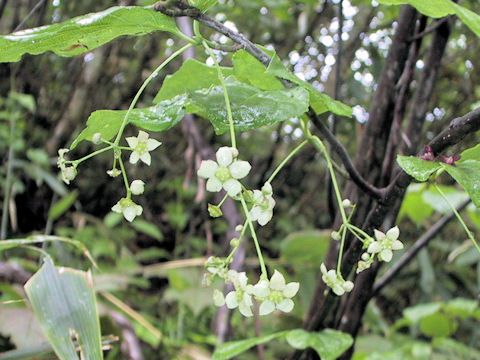 Euonymus planipes