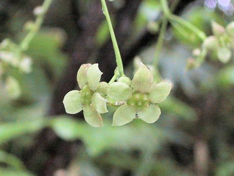 Euonymus planipes