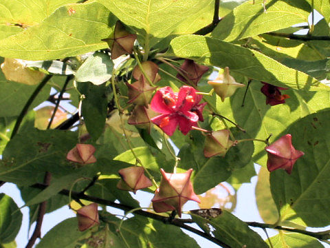 Euonymus planipes