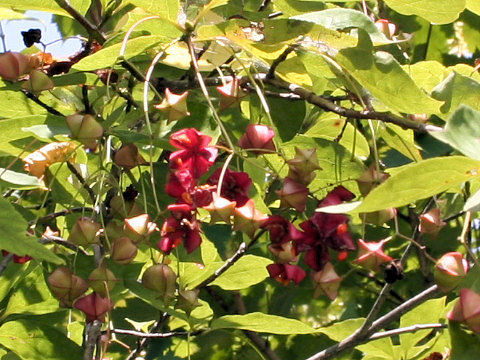 Euonymus planipes