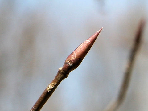 Euonymus planipes