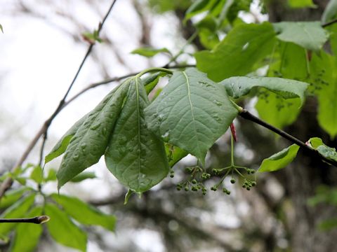 Euonymus planipes