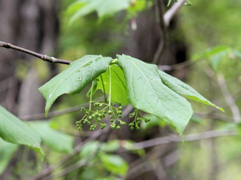 Euonymus planipes