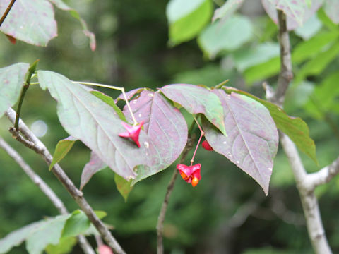 Euonymus planipes