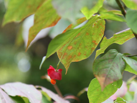 Euonymus planipes