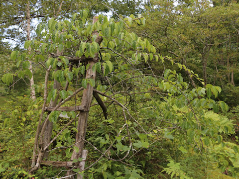 Celastrus stephanotidifolius