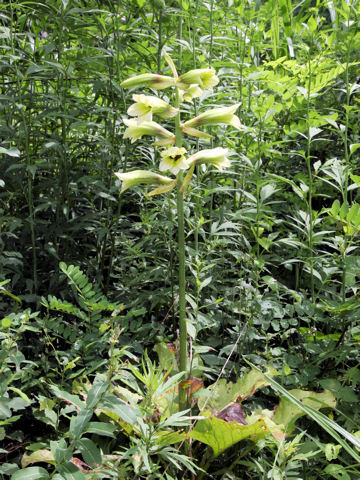 Cardiocrinum cordatum var. glehnii