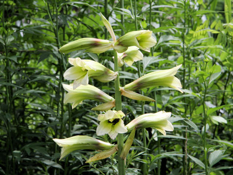 Cardiocrinum cordatum var. glehnii