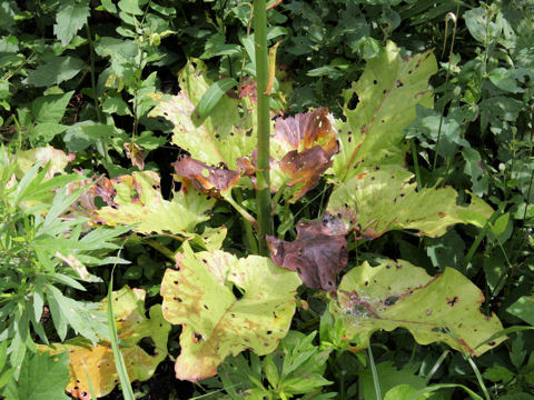 Cardiocrinum cordatum var. glehnii