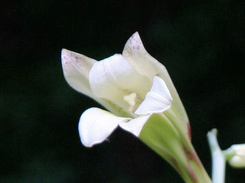 Cardiocrinum cordatum var. glehnii