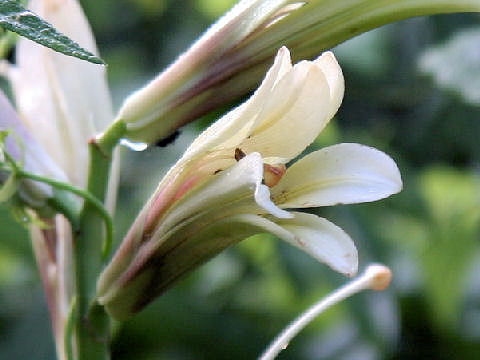 Cardiocrinum cordatum var. glehnii