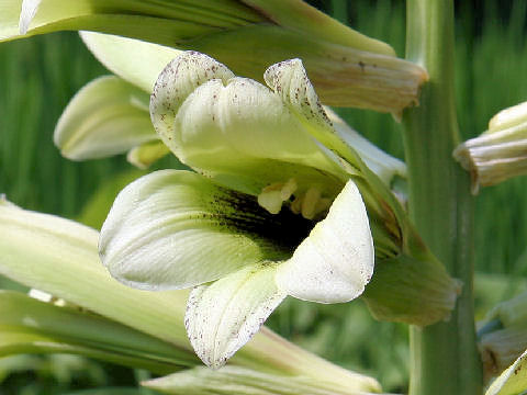 Cardiocrinum cordatum var. glehnii