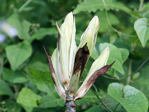 Cardiocrinum cordatum var. glehnii