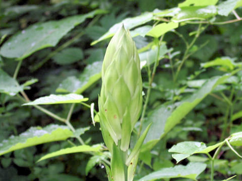 Cardiocrinum cordatum var. glehnii