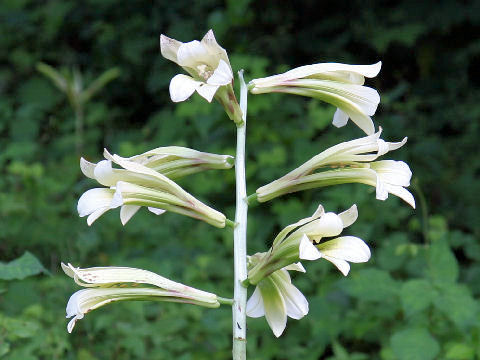 Cardiocrinum cordatum var. glehnii