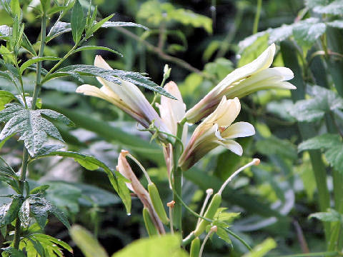 Cardiocrinum cordatum var. glehnii