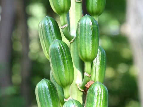 Cardiocrinum cordatum var. glehnii