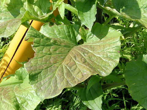 Cardiocrinum cordatum var. glehnii