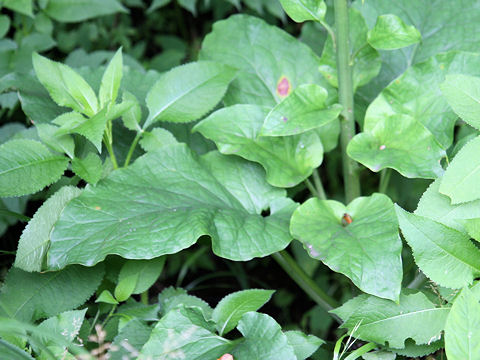 Cardiocrinum cordatum var. glehnii