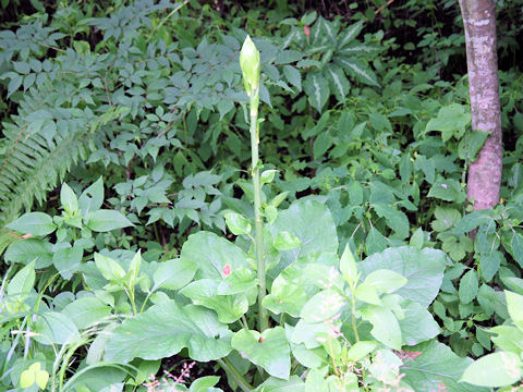 Cardiocrinum cordatum var. glehnii