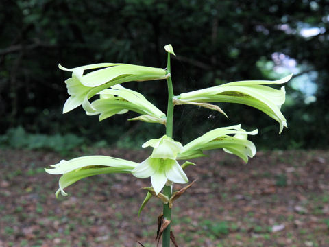 Cardiocrinum cordatum var. glehnii