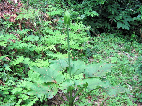 Cardiocrinum cordatum var. glehnii