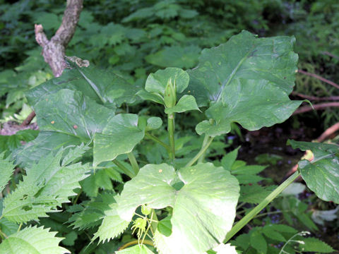 Cardiocrinum cordatum var. glehnii