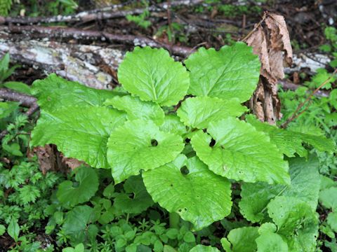 Cardiocrinum cordatum var. glehnii