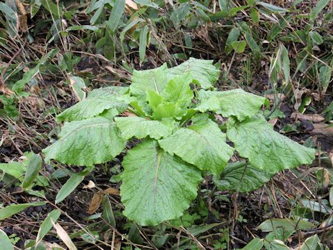 Cardiocrinum cordatum var. glehnii