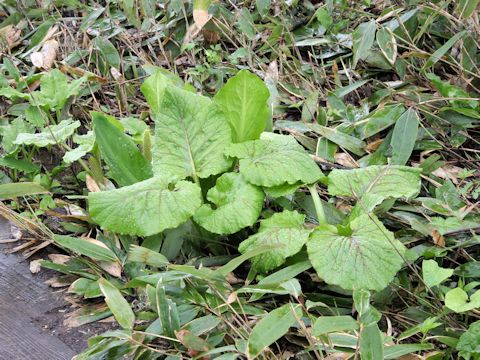 Cardiocrinum cordatum var. glehnii