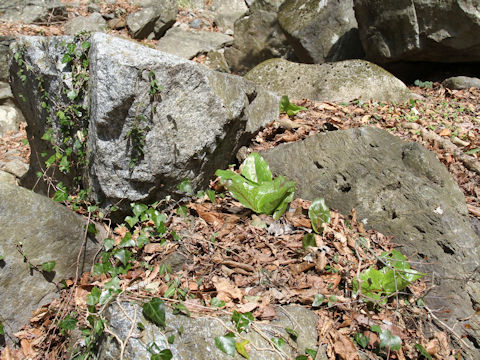 Cardiocrinum cordatum var. glehnii