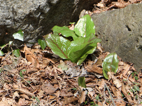 Cardiocrinum cordatum var. glehnii