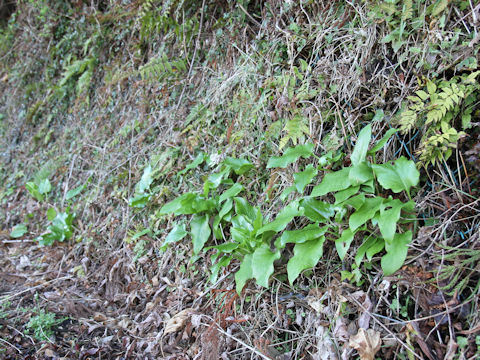 Cardiocrinum cordatum var. glehnii