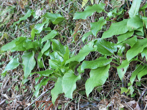 Cardiocrinum cordatum var. glehnii