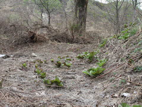 Cardiocrinum cordatum var. glehnii