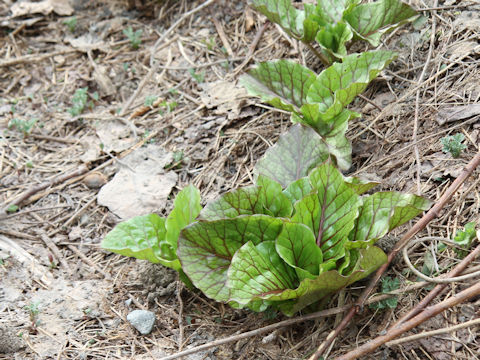 Cardiocrinum cordatum var. glehnii