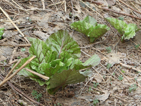 Cardiocrinum cordatum var. glehnii