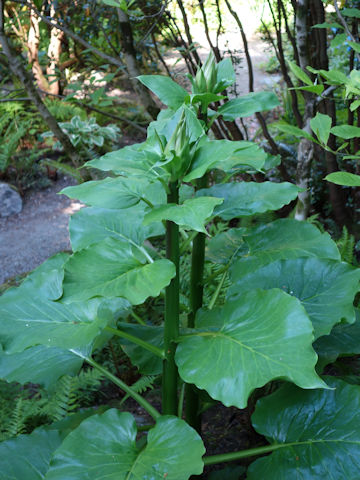 Cardiocrinum cordatum var. glehnii