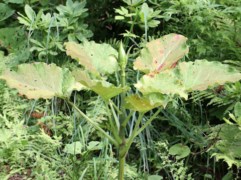 Cardiocrinum cordatum var. glehnii