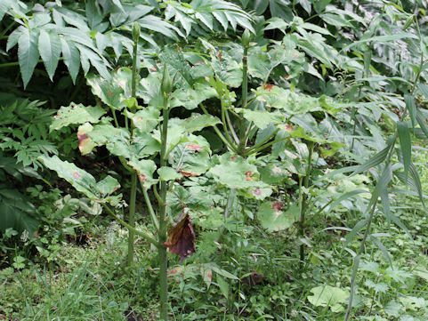 Cardiocrinum cordatum var. glehnii