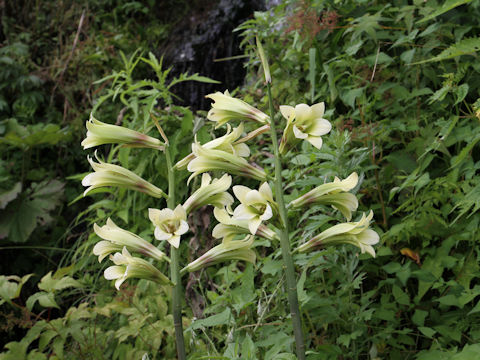 Cardiocrinum cordatum var. glehnii