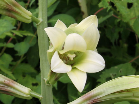 Cardiocrinum cordatum var. glehnii