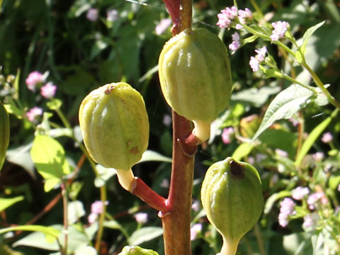 Cardiocrinum cordatum var. glehnii