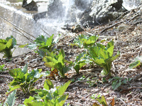 Cardiocrinum cordatum var. glehnii