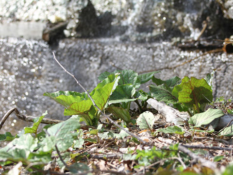 Cardiocrinum cordatum var. glehnii